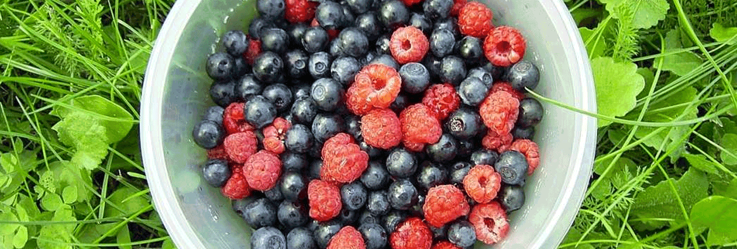 Najpopularniejsze polskie owocowe jagodowe – czy są najzdrowsze?